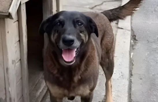 Polícia Civil indicia três familiares por coação de testemunhas no caso do cão Orelha