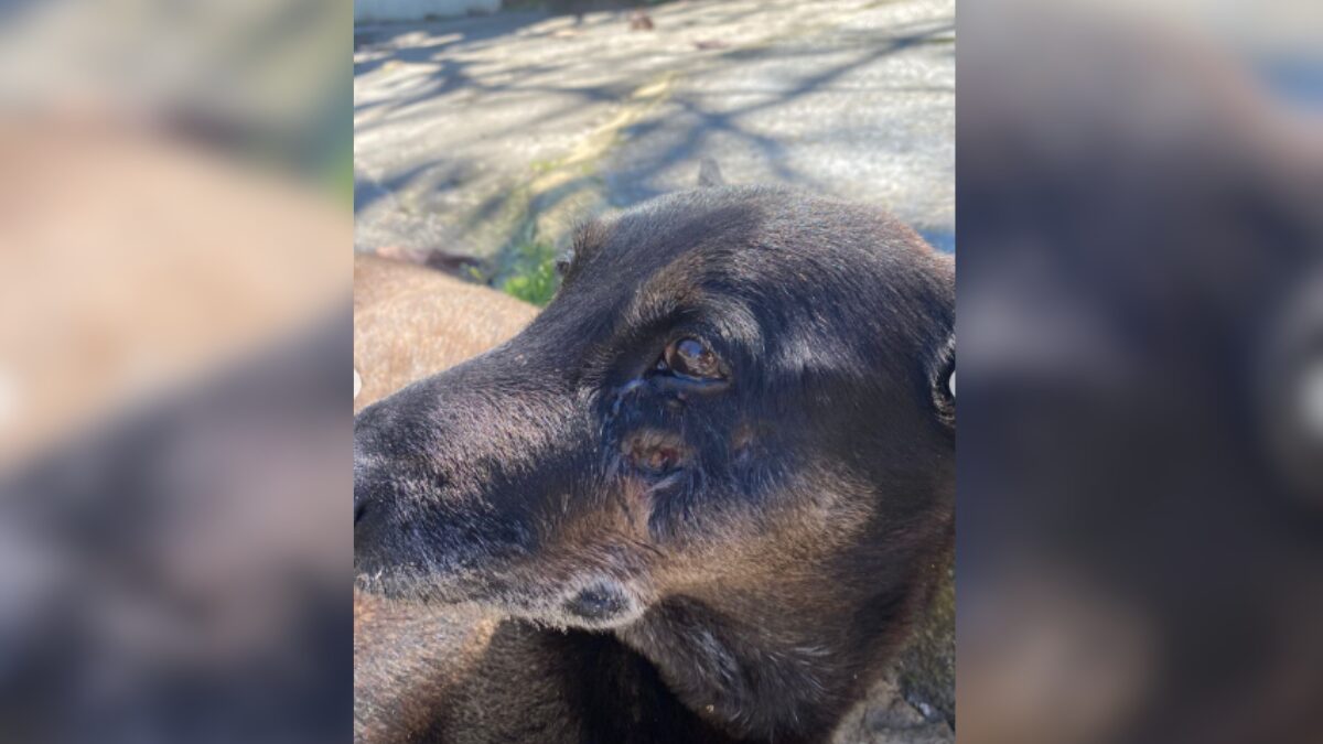 Polícia Civil ouvirá adolescentes suspeitos pela morte do cão Orelha em Florianópolis