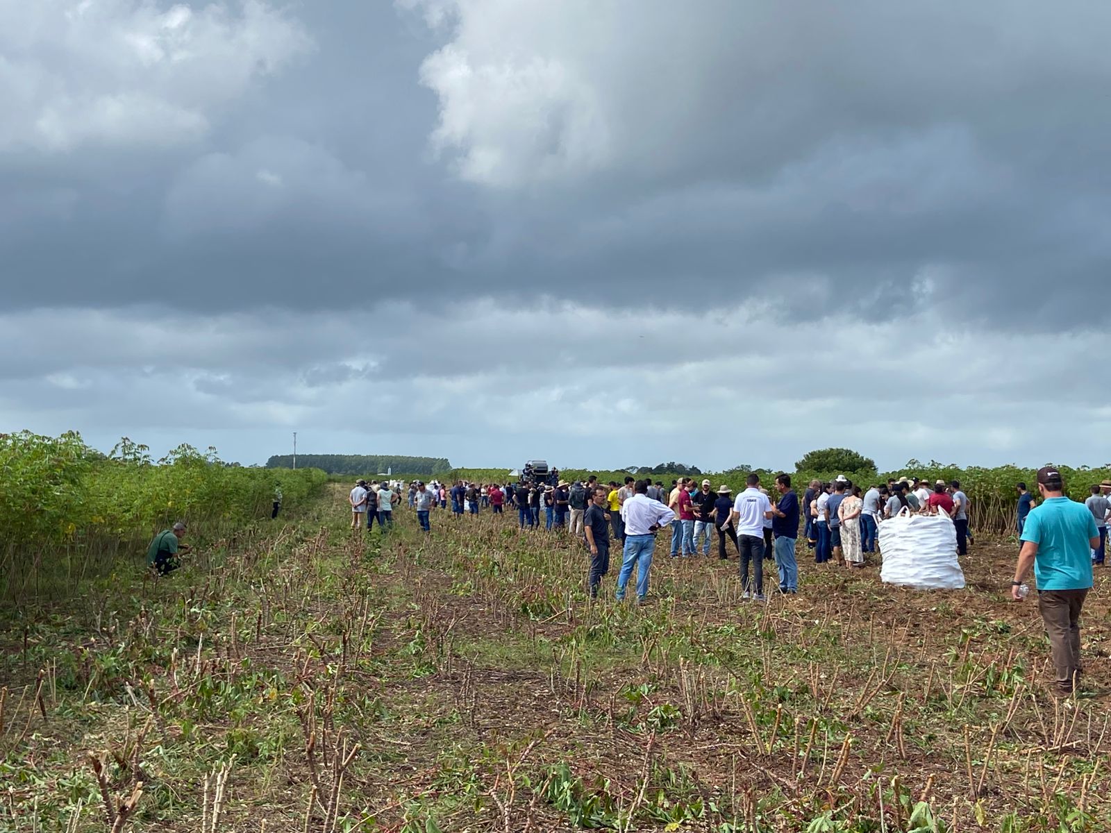 Abertura da colheita da mandioca em Araranguá 